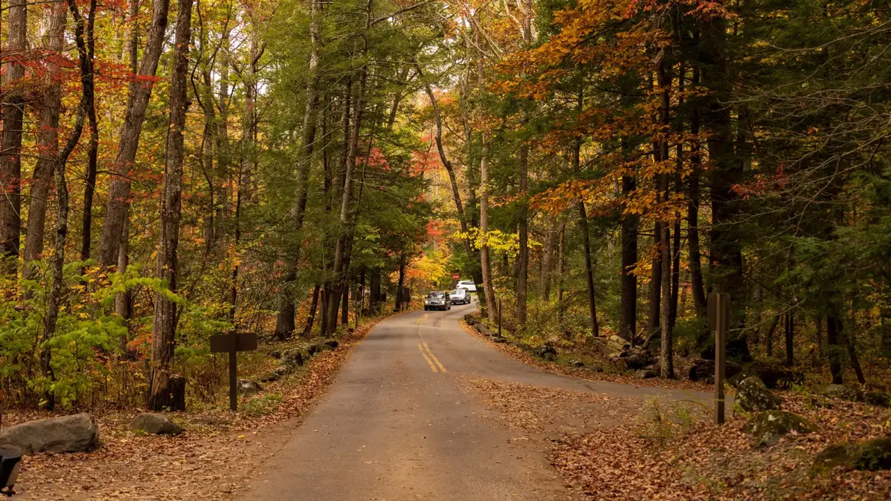 A paved road winding through autumn hardwoods