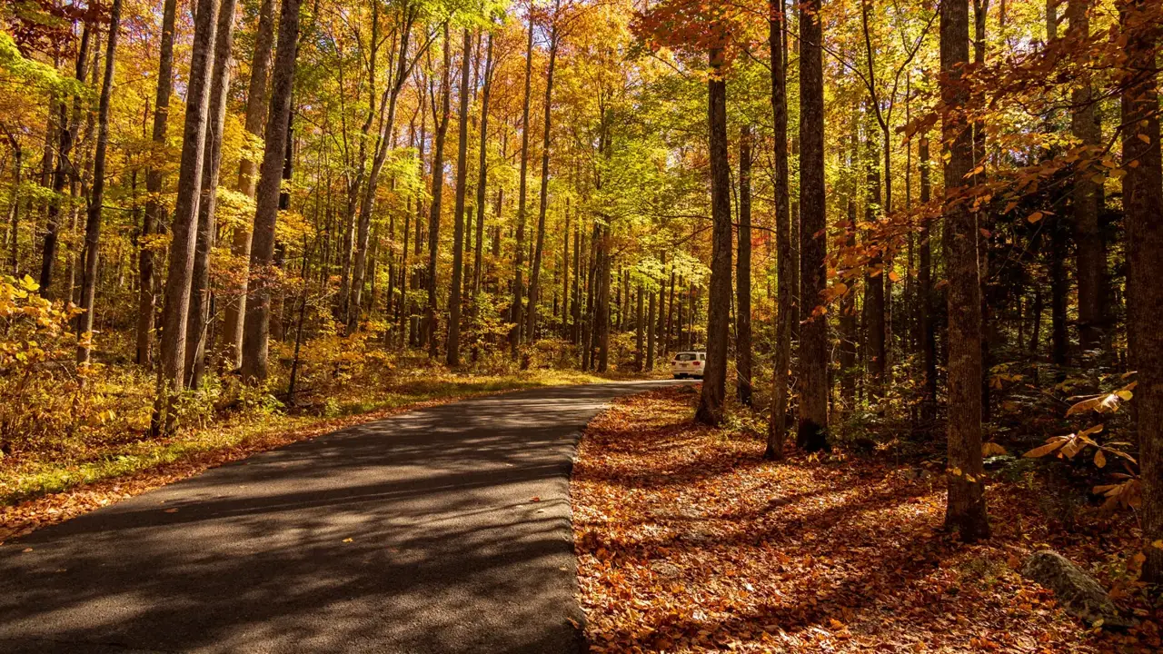 A paved road curving through a sunlit autumn forest