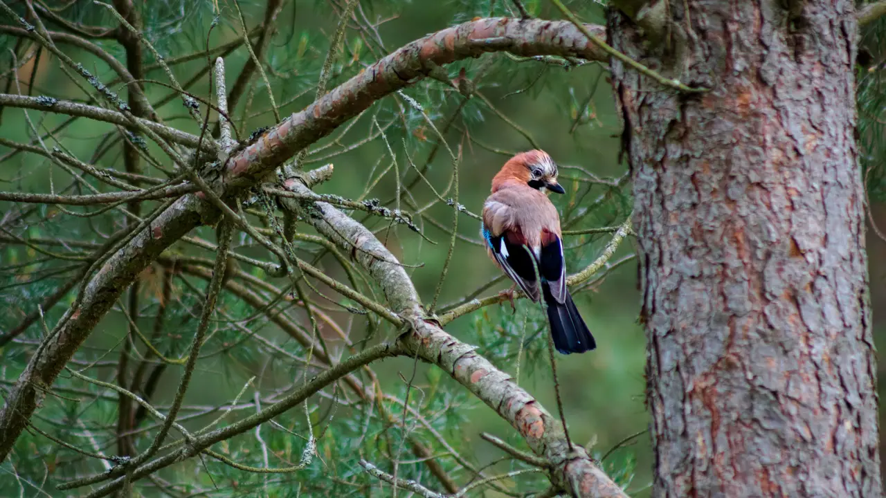 A songbird perched on a pine branch beside the trunk