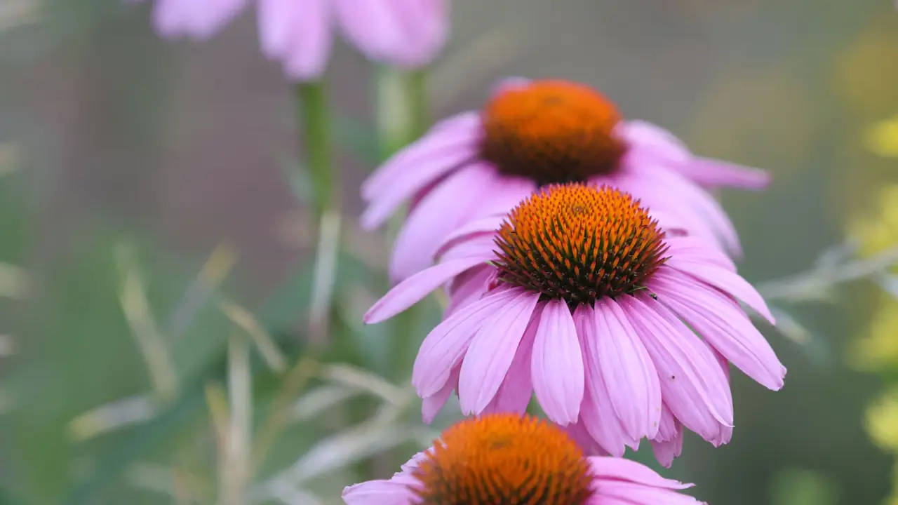 Purple coneflowers blooming in a summer meadow