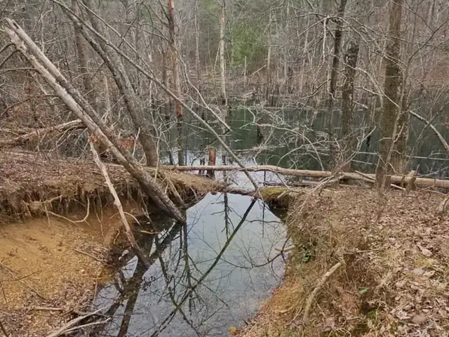 Bare trees reflected in still water where a small creek meets the pond