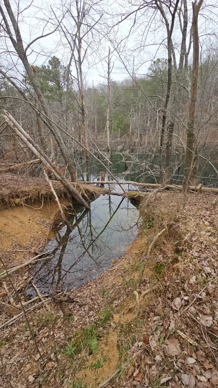 Bare trees reflected in still water where a small creek meets the pond