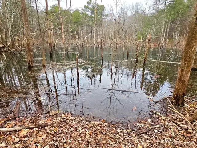 A still woodland pond reflecting bare trees, with fallen leaves along the bank