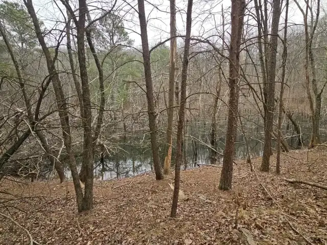 A still pond seen through bare trees