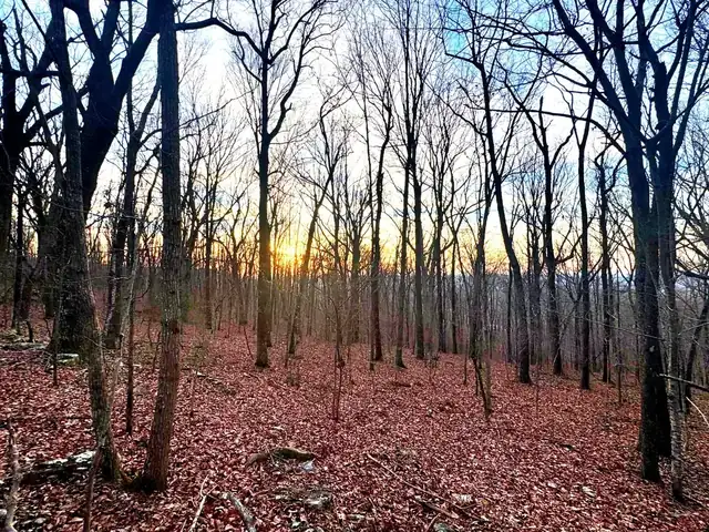 Golden evening light glowing through bare trees on a leaf-covered hillside