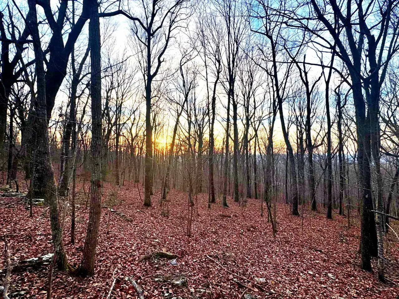 Golden evening light glowing through bare trees on a leaf-covered hillside