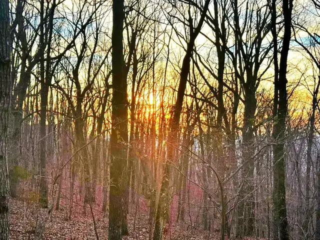 The sun setting behind a stand of bare hardwoods