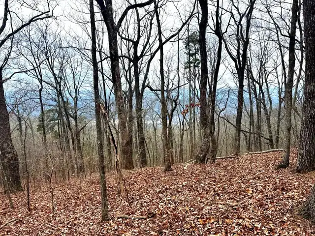 A winter view through tall trees across the valley below the bluff