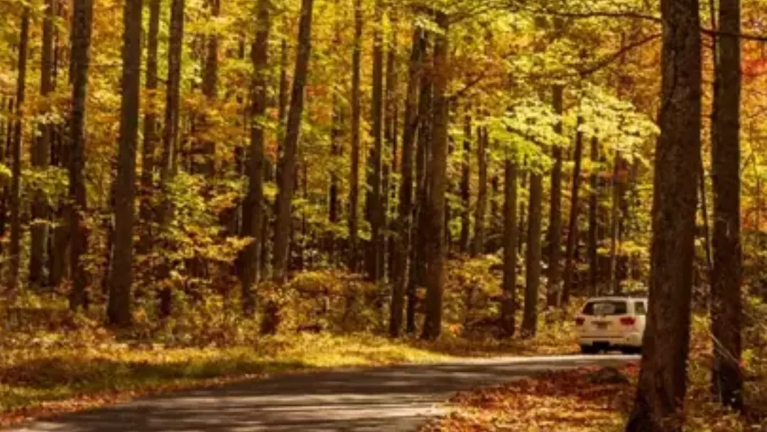 A quiet road through tall trees in golden fall color