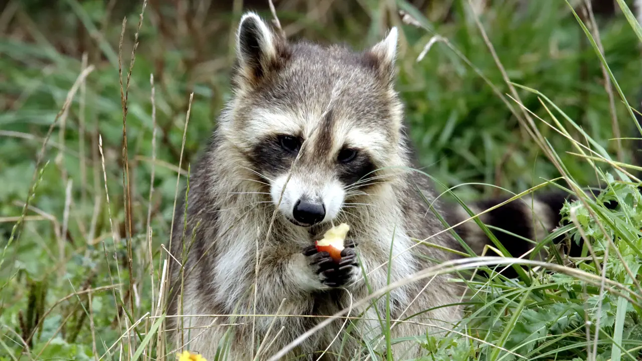 A raccoon eating a piece of fruit in tall grass