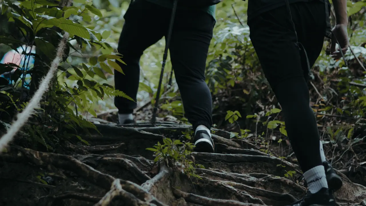 Two hikers with packs and trekking poles climbing a rooty trail