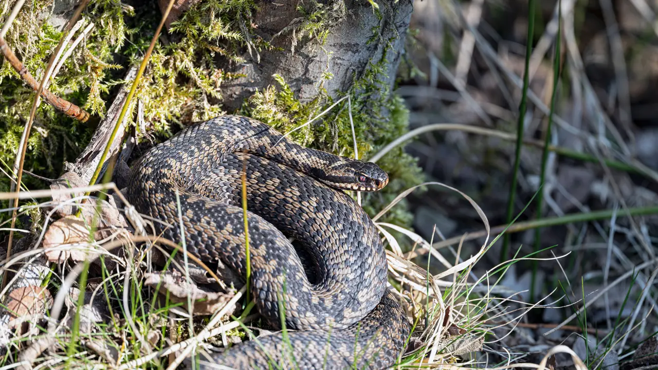 A snake coiled in grass and leaf litter at the base of a mossy tree