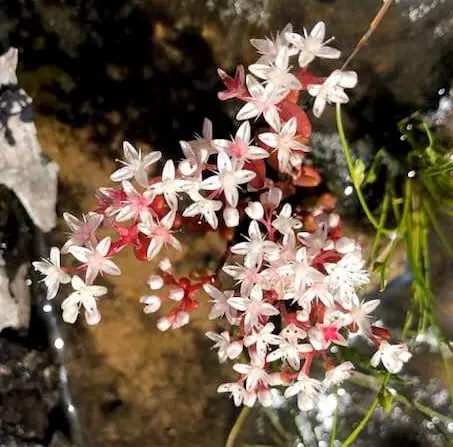 Tiny white flowers with red centers on a small succulent growing in a rock pocket