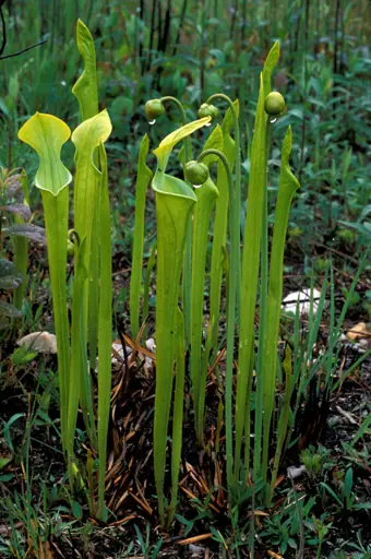 Tall, upright green pitcher-shaped leaves of a pitcher plant in a bog