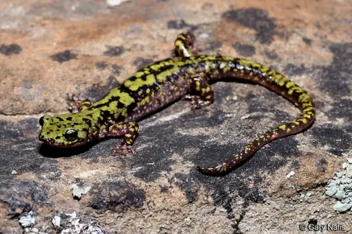 A dark green-and-black mottled salamander on lichen-covered rock