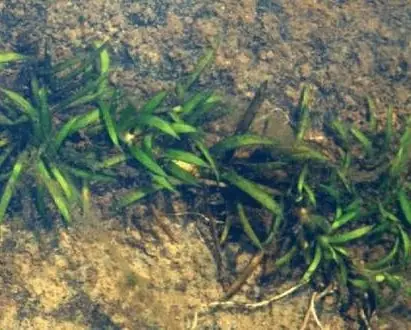 Narrow green leaves of an aquatic plant growing under clear, shallow water