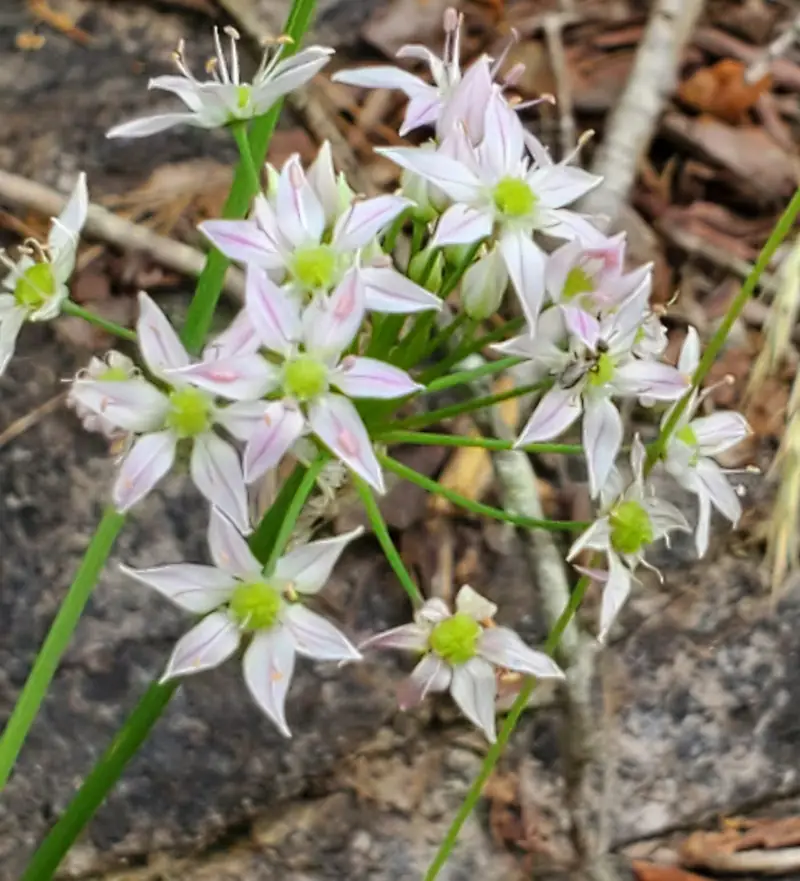 A cluster of pale pink-and-white star-shaped onion flowers against rock