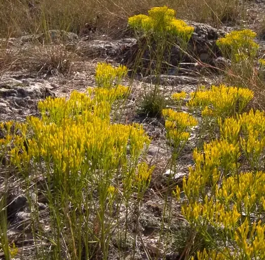 Clusters of small yellow flowers on thin stems growing from a sandstone glade