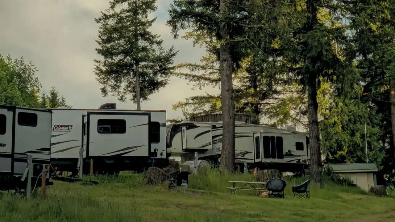 RVs parked on grassy sites beneath tall evergreens